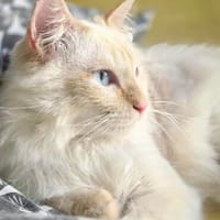 Geselliger junger Siam-Mix Kater Genie, Kater zur Adoption