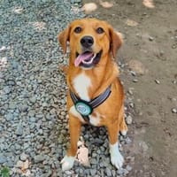 Ara sucht ihr Für-Immer-Zuhause!, Hund zur Adoption