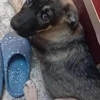 Welpe Toy, kann er bald zu DIR?, Hund zur Adoption