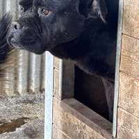 Stups - typisch Boxer, Hund zur Adoption