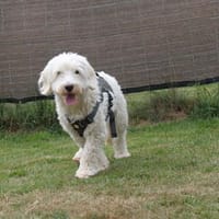 Dobby  sucht Menschen mit Hundeerfahrung, Hund zur Adoption