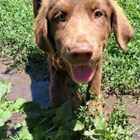 Süsse Hazel sucht eine Familie, Hündin zur Adoption