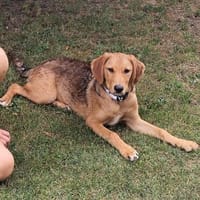 💗 Celina sucht ihr Für-immer-Zuhause💗, Hündin zur Adoption