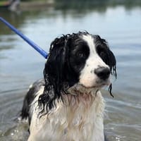 Octavio sucht seine Menschen, Hund zur Adoption
