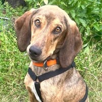 Cookie - kleine Spürnase sucht Zuhause, Hund zur Adoption