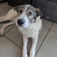 Lieb, verschmust, unkompliziert - das ist Pepe!, Hund zur Adoption