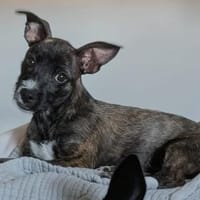 Welpenjunge MARTIN ❤ Träumchen!, Hund zur Adoption