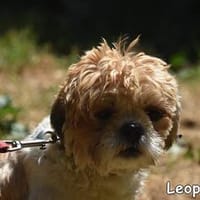 Leopold, Hund zur Adoption