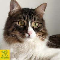 Zorro Ataxie Maine Coon MIx Kater, Kater zur Adoption