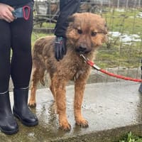 Thor, sucht bald ein Zuhause, Hund zur Adoption