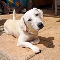 Blondes kleines Mädchen sucht ihre Herzensmenschen, Hündin zur Adoption
