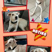 Herzenshund Hatiko auf PS in 91217, Hund zur Adoption