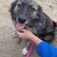 Ritch möchte sich mal wieder melden, Hund zur Adoption