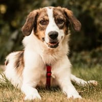 Fröhliche Dior 8 mon., Hündin zur Adoption