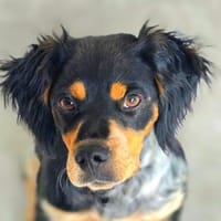 Rania sucht ihr Für-immer-Zuhause ❤, Hündin zur Adoption