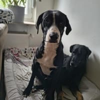MONTY-LIEBENSWERTER JUNGSPUND, Hund zur Adoption