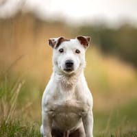 Sportpartner gesucht :), Hund zur Adoption