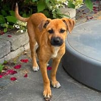 Sugar-Sue💕wartet in 49424 Goldenstedt, Hündin zur Adoption