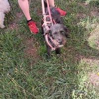 Löckchen-Stella 💛💛💛 liebes Zuhause gesucht, Hündin zur Adoption