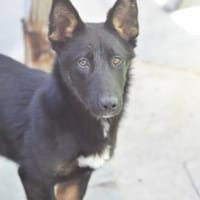 Chairman-Großes Herz auf kurzen Pfoten, Hund zur Adoption