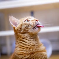 BALI A17461, chat à adopter