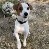 Lyla, chienne à adopter