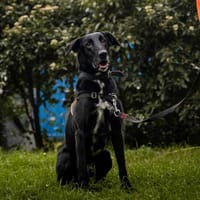 FLASH, chien à adopter