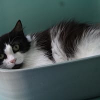 KIMIE, chatte à adopter
