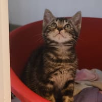 SPACE, chat à adopter