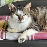 VICKS, chat à adopter