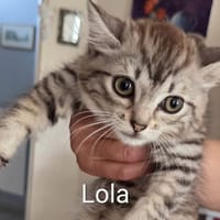 LOLA, chatte à adopter