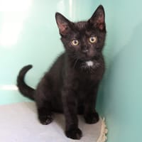 Berliose, chat à adopter