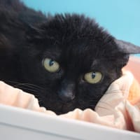 pattoune, chatte à adopter