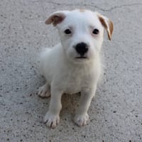 Vita, chienne à adopter