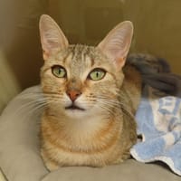 CHOUPETTE, chatte à adopter