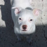 Dolce, chienne à adopter
