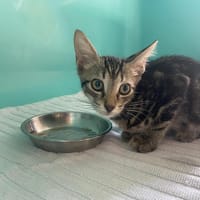 CHROME, chat à adopter