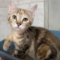 TROOPER, chat à adopter