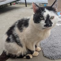 DONALD, chat à adopter