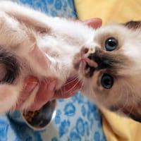 Pepper, chatte à adopter