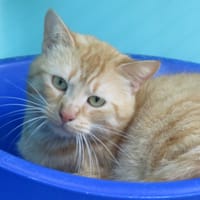 BISCUIT, chat à adopter