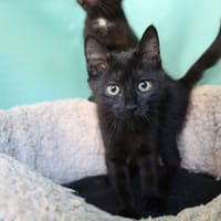 Bertille, chatte à adopter