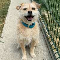 RUBEN, chien à adopter
