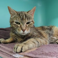 GRENADE PAB28885, chatte à adopter