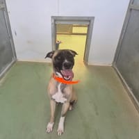 DOBBY, chien à adopter
