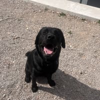 AIKO, chien à adopter