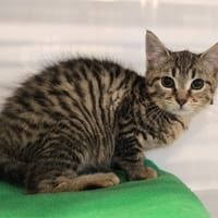 PIKOTO, chat à adopter