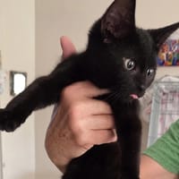 ZOUZOU, chat à adopter