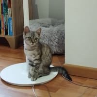 MBAPPE, chat à adopter