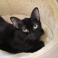 ILONA, chatte à adopter